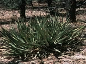 Vivers Càrex - Yucca baccata var. baccata